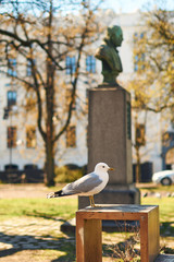 Seagull feeling comfortable in the center of Oslo, Norway on a sunny spring day