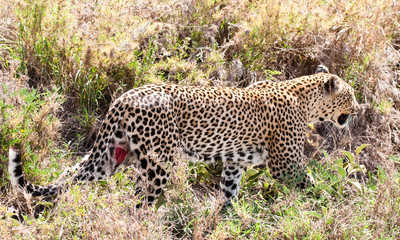Leopard with Wound in Serengeti National Park in Tanzania, Africa