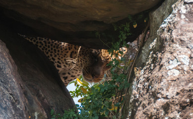 Fototapeta na wymiar Leopard hiding in Serengeti