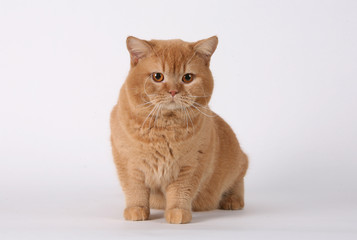 cat British Shorthair breed gree little wool eyes big gait graceful predatory look pet different pose white background isolated