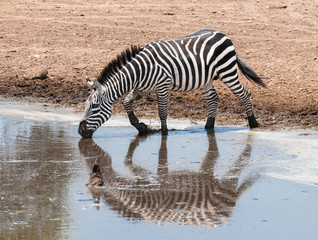 Fototapeta na wymiar Zebra in Serengeti, Tanzania affected by Drought caused by Climate Change and Global Warming
