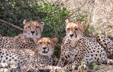 Cheetahs in Serengeti National Park in Tanzania