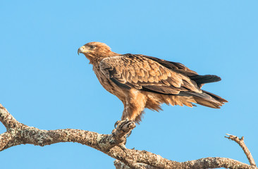 Predator in Serengeti