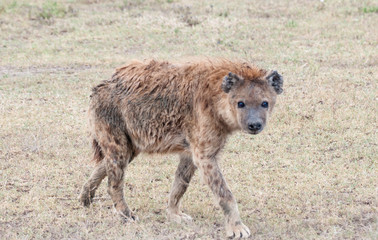 Hyena seen on Safari in Tanzania, Africa