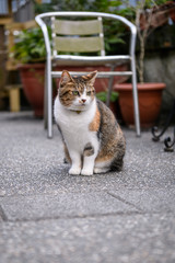 Stray Cats, shooting outdoors