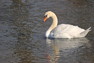Höckerschwan (Cygnus olor) auf der Eder
