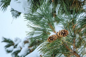 Two cones in a pine tree under the snow