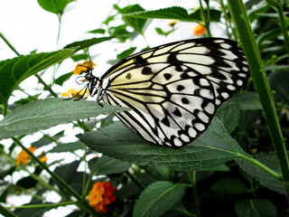 Malabar tree nymph butterfly