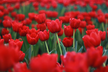 red tulips flowers garden