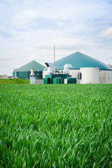 Getreidefeld im Frühjahr mit Biogasanlage im Hintergrund, Hochformat