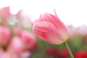 Obraz na płótnie Canvas pink tulip flower in garden