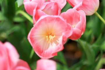 pink tulips flowers garden
