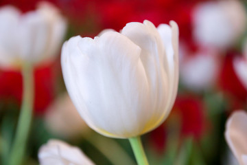 white tulip flower in garden