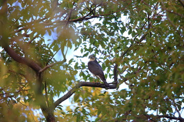 Eurasian sparrowhawk (Accipiter nisus) in Japan

