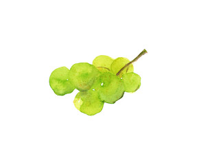 Watercolor hand drawn sketch illustration of Green grapes isolated on white art