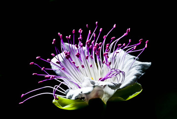 fiori capperi