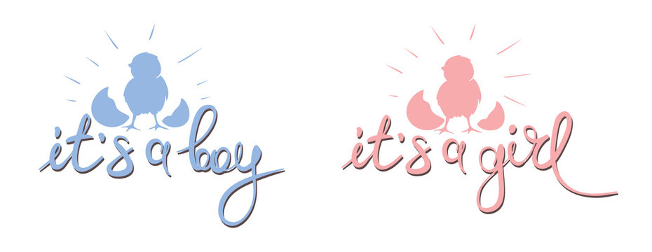 Newborn baby banner / Vector illustration, banner with chick
