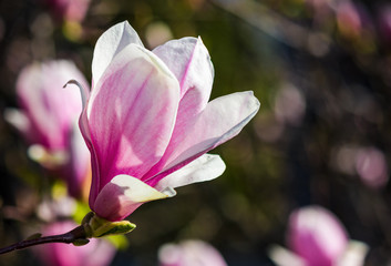 fleur de magnolia au printemps. beau fond de nature avec des fleurs violettes sur les branches