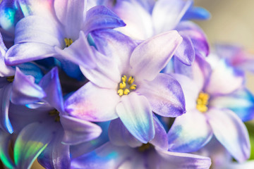 Macro shot of a flower. Blooming hyacinth close-up.