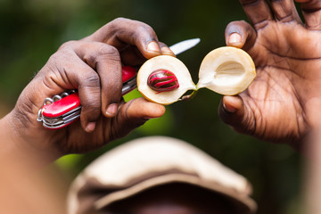 Black man showing inside of nutmeg. Zanzibar, Tanzania - Africa.