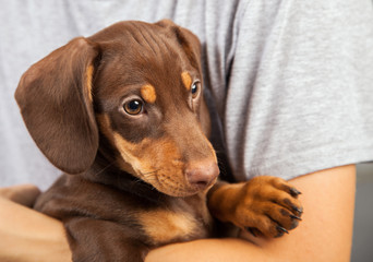 dog puppy breed dachshund on hand of a boy, teenager and his pet