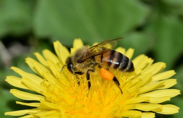 Close-up view of a honey bee busy pollinating a dandelion flower during the Spring season.