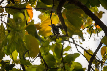 Kolibri hält Rast