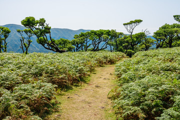 Fototapeta na wymiar Sunny landscape with fern and trees: Madeira
