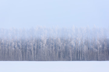Winter landscape. Snow field and birch trees in morning haze and hoarfrost
