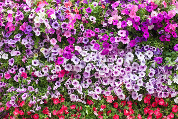 Colorful flower background.