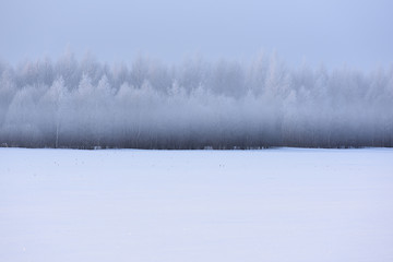 Winter landscape. Empty snow field, distant forest in white haze and hoarfrost