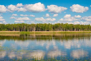 beautiful summer landscape of Russia - birch trees on the shore of a calm lake on a sunny day