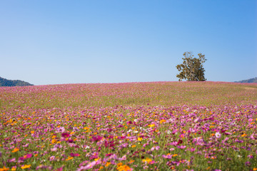 Cosmos flower in garden.