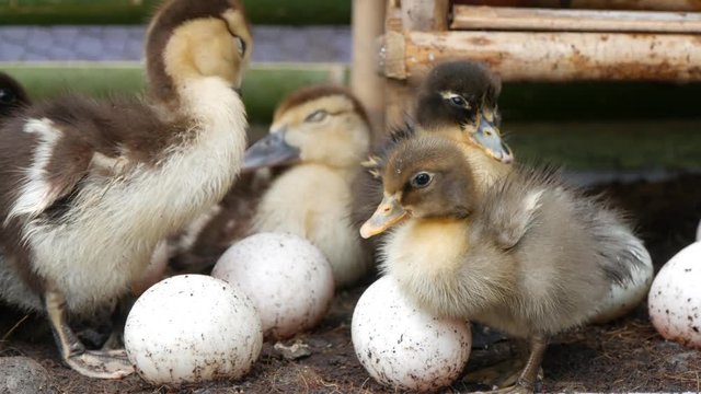 little duckling with egg are cleaning feather in a farm