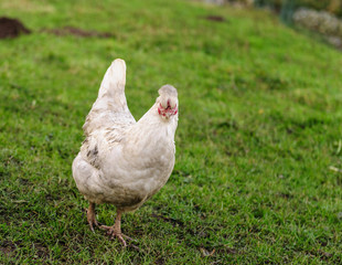 Chicken Walking freely