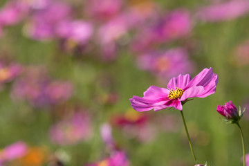 Cosmos flower in garden.