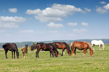 Fototapeta na wymiar herd of horses in pasture spring season