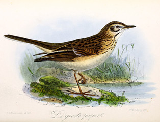 Illustration of a bird.