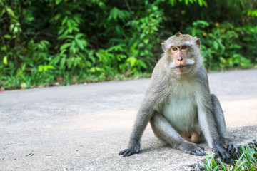 Monkey sitting on a road. Travel in the Southeast Asia.