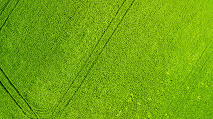 Aerial view. Agriculture green field from above.