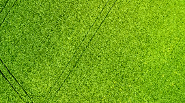 Aerial view. Agriculture green field from above.