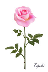 Beautiful pink rose Isolated on white background.