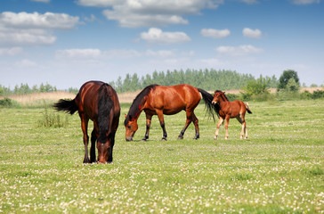 two horses and foal in pasture