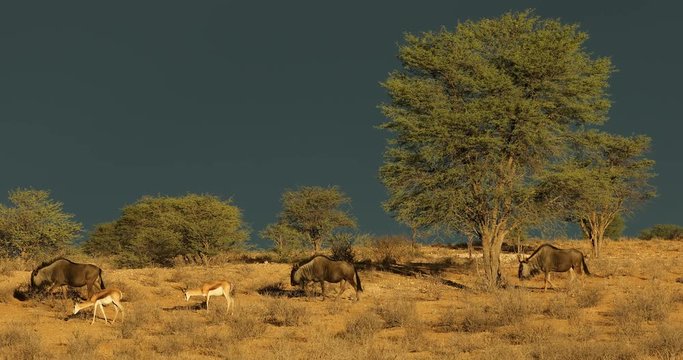 Wildebeest and springbok against a dark sky of an approaching storm, Kalahari desert, South Africa