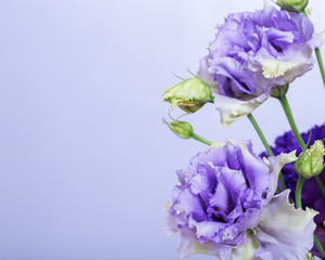 Floral borders of fresh flowers of eustoma. Two blue roses with copy space on a monophonic background.