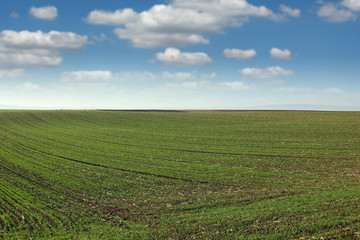 Fototapeta na wymiar young green wheat field spring season landscape