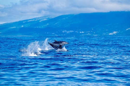 Striped dolphins (Stenella coeruleoalba) in the Azores 