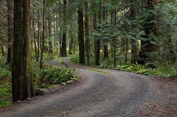 Road Curving Through Dark Forest in Early Morning