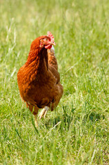 Hühnerhof - braunes Huhn läuft auf einer Hühnerweide