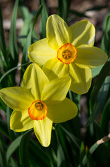 Bright Yellow and Orange